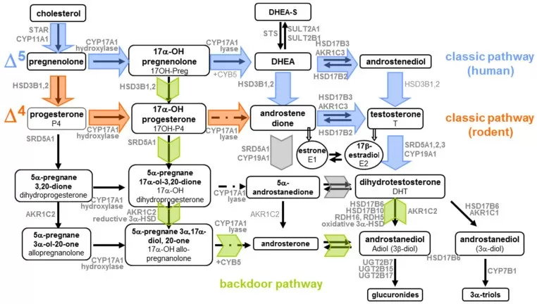 Steroidogenesis pathways Δ5 and Δ4 routes with backdoor androgen pathway